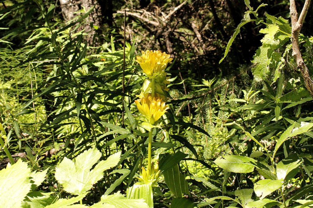 Gentiana punctata